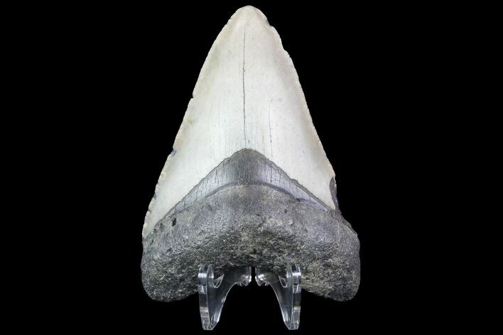 Bargain, Megalodon Tooth - North Carolina #76300